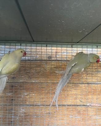 Parrocchetti coppia
