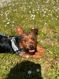 Yorkie