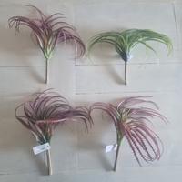 Pianta grassa tillandsia finta 