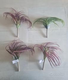 Pianta grassa tillandsia finta 