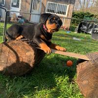 Femmina rottweiler per accoppiamento