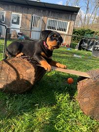 Femmina rottweiler per accoppiamento