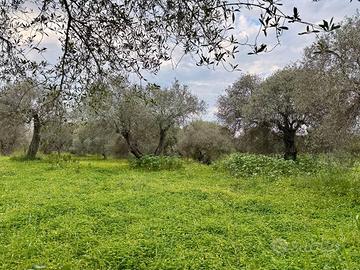 Terreno - Uliveto - Sorso