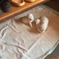 Cuccioli razza Coton de Tulear