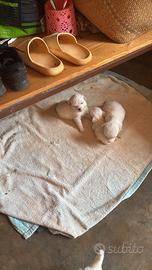 Cuccioli razza Coton de Tulear