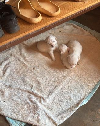 Cuccioli razza Coton de Tulear