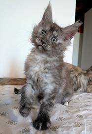 Cucciola di Maine coon