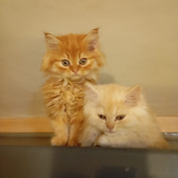 Gattini British shorthair e longhair