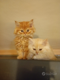 Gattini British shorthair e longhair