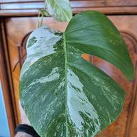 Monstera Deliciosa Variegata