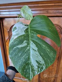 Monstera Deliciosa Variegata