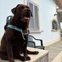 Labrador chocolate per monta