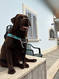 Labrador chocolate per monta