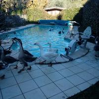Papere oche,anatre e galline