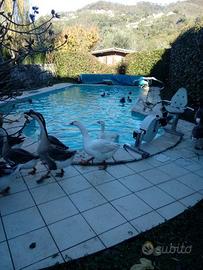 Papere oche,anatre e galline