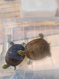 Tartarughe