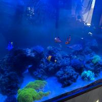 Acquario marino completo