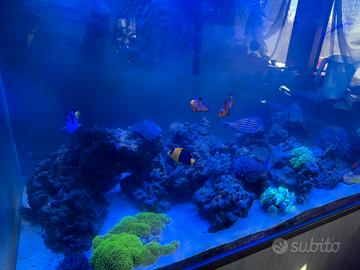 Acquario marino completo