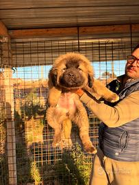Pastore del caucaso cuccioli