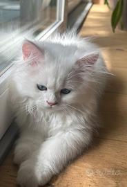 British Longhair BLH cucciolo maschio