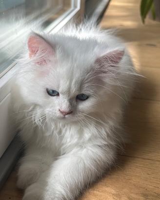 British Longhair BLH cucciolo maschio