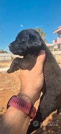 Labrador