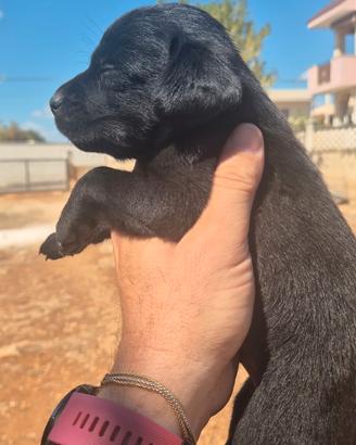Labrador