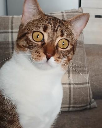 Gatto europeo