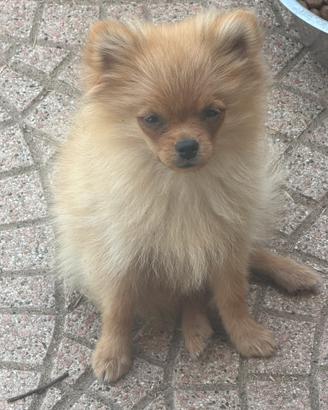 Spitz tedesco nano