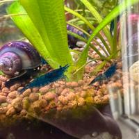 Neocaridine blu dream