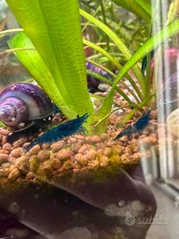 Neocaridine blu dream