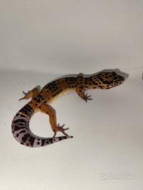 Geco leopardino maschio