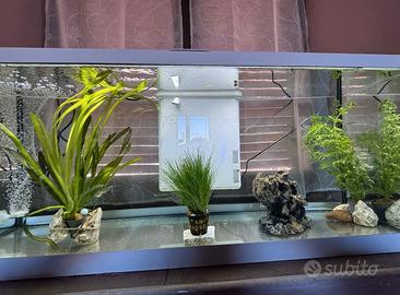 Acquario