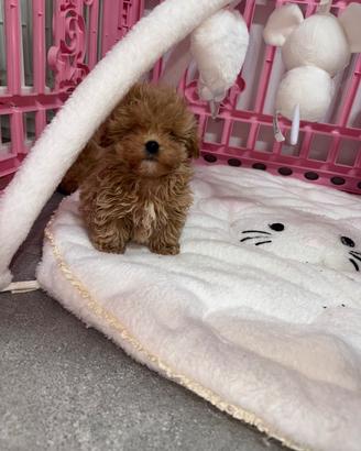 Maltipoo taglia piccolissima