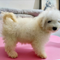 Cani Cuccioli Dog Taglia PICCOLA e MEDIA Pedigree