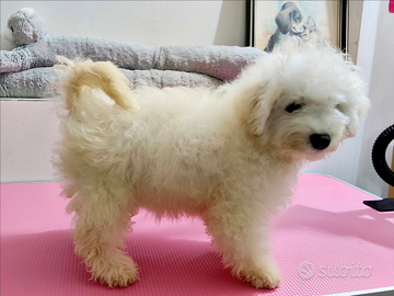 Cani Cuccioli Dog Taglia PICCOLA e MEDIA Pedigree