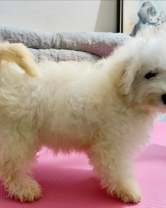 Cani Cuccioli Dog Taglia PICCOLA e MEDIA Pedigree