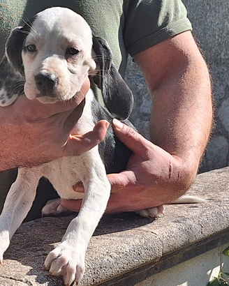 Cani da cinghiale