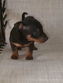 Pinscher nano