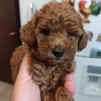 Cucciola di barboncino rosso di 60gg