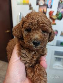 Cucciola di barboncino rosso di 60gg