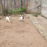 Caprette nane 70 euro