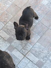 Cucciole di buldog francese