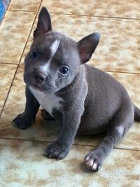 American bully femmina