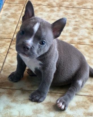 American bully femmina