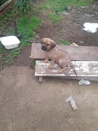 Cucciolo di cane corso
