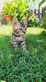 Gatto del bengala