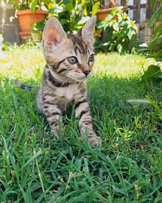 Gatto del bengala