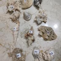 fossili conchiglie 