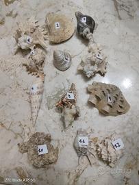fossili conchiglie 